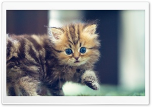 Cute Funny Kitten Ultra HD Wallpaper for 4K UHD Widescreen desktop, tablet & smartphone
