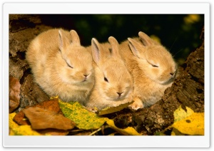Cute Golden Rabbits Ultra HD Wallpaper for 4K UHD Widescreen desktop, tablet & smartphone