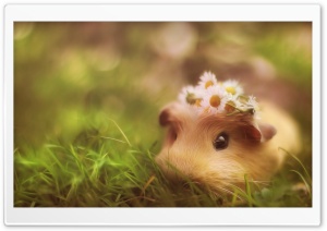 Cute Guinea Pig Ultra HD Wallpaper for 4K UHD Widescreen desktop, tablet & smartphone