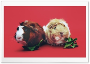 Cute Guinea Pigs Ultra HD Wallpaper for 4K UHD Widescreen desktop, tablet & smartphone