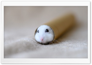 Cute Hamster Ultra HD Wallpaper for 4K UHD Widescreen desktop, tablet & smartphone