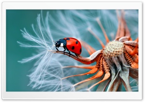 Cute Insect Ultra HD Wallpaper for 4K UHD Widescreen desktop, tablet & smartphone
