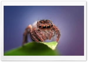 Cute Jumping Spider Ultra HD Wallpaper for 4K UHD Widescreen desktop, tablet & smartphone