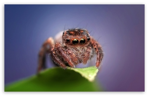 Cute Jumping Spider UltraHD Wallpaper for 8K UHD TV 16:9 Ultra High Definition 2160p 1440p 1080p 900p 720p ; Widescreen 16:10 5:3 WHXGA WQXGA WUXGA WXGA WGA ; Fullscreen 4:3 5:4 3:2 UXGA XGA SVGA QSXGA SXGA DVGA HVGA HQVGA ( Apple PowerBook G4 iPhone 4 3G 3GS iPod Touch ) ; Tablet 1:1 ; Mobile 3:5 3:4 - ;