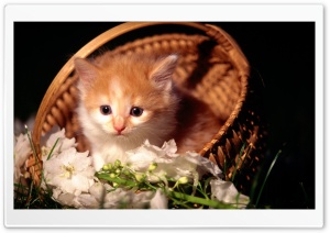Cute Kitten In Basket Ultra HD Wallpaper for 4K UHD Widescreen desktop, tablet & smartphone