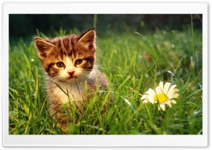 Cute Kitten Near A Flower Ultra HD Wallpaper for 4K UHD Widescreen desktop, tablet & smartphone