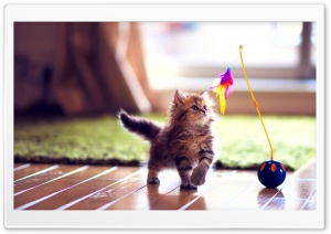 Cute Kitten Playing Ultra HD Wallpaper for 4K UHD Widescreen desktop, tablet & smartphone