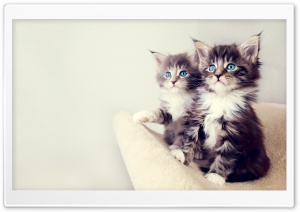 Cute Kittens Ultra HD Wallpaper for 4K UHD Widescreen desktop, tablet & smartphone