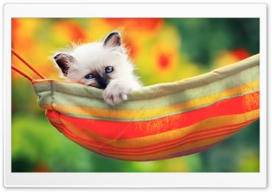 Cute Kitty Ultra HD Wallpaper for 4K UHD Widescreen desktop, tablet & smartphone