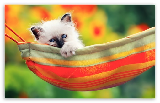 Cute Kitty UltraHD Wallpaper for Wide 16:10 5:3 Widescreen WHXGA WQXGA WUXGA WXGA WGA ; 8K UHD TV 16:9 Ultra High Definition 2160p 1440p 1080p 900p 720p ; Standard 4:3 5:4 3:2 Fullscreen UXGA XGA SVGA QSXGA SXGA DVGA HVGA HQVGA ( Apple PowerBook G4 iPhone 4 3G 3GS iPod Touch ) ; Tablet 1:1 ; iPad 1/2/Mini ; Mobile 4:3 5:3 3:2 16:9 5:4 - UXGA XGA SVGA WGA DVGA HVGA HQVGA ( Apple PowerBook G4 iPhone 4 3G 3GS iPod Touch ) 2160p 1440p 1080p 900p 720p QSXGA SXGA ;