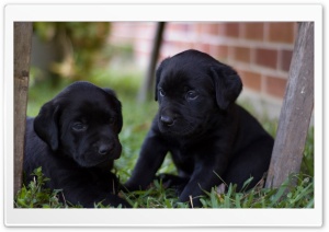 Cute Labrador Puppies Ultra HD Wallpaper for 4K UHD Widescreen desktop, tablet & smartphone
