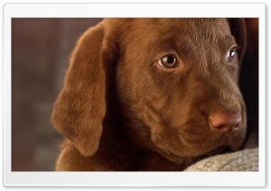 Cute Labrador Puppy Ultra HD Wallpaper for 4K UHD Widescreen desktop, tablet & smartphone