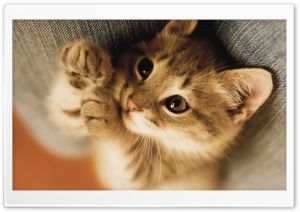Cute Lazy Kitten Ultra HD Wallpaper for 4K UHD Widescreen desktop, tablet & smartphone