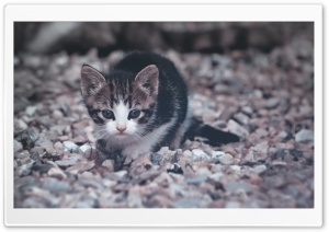 Cute Little Kitten Ultra HD Wallpaper for 4K UHD Widescreen desktop, tablet & smartphone