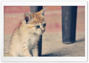 Cute Little Kitty Ultra HD Wallpaper for 4K UHD Widescreen desktop, tablet & smartphone
