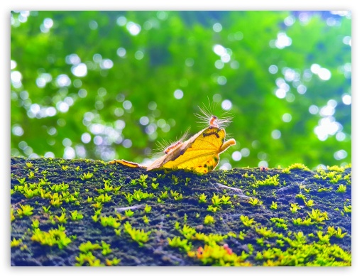 Cute little Worms UltraHD Wallpaper for Fullscreen 4:3 ;