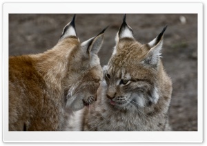 Cute Lynx Animals Ultra HD Wallpaper for 4K UHD Widescreen desktop, tablet & smartphone