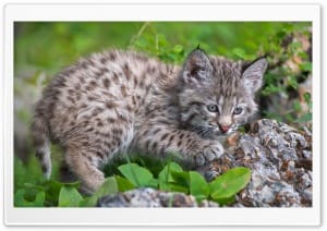 Cute Lynx Baby 4K UHD Wallpaper for Widescreen and UltraWide Desktop, UltraHD TV, Smartphone, Tablet