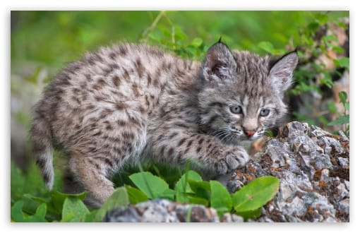 Cute Lynx Baby UltraHD Wallpaper for UHD 16:9 ; HD 16:9 ; UltraWide 21:9 24:10 32:9 32:10 ; Widescreen 16:10 ; Tablet 1:1 ; Mobile 9:16 9:19.5 9:20 ; Dual 16:10 16:9 ;