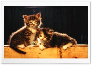 Cute Newborn Kittens Ultra HD Wallpaper for 4K UHD Widescreen desktop, tablet & smartphone