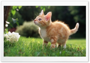 Cute Orange Kitten Ultra HD Wallpaper for 4K UHD Widescreen desktop, tablet & smartphone