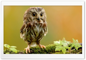 Cute Owl Ultra HD Wallpaper for 4K UHD Widescreen desktop, tablet & smartphone