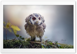 Cute Owlet Ultra HD Wallpaper for 4K UHD Widescreen desktop, tablet & smartphone