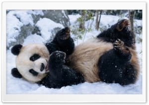 Cute Panda Playing in the Snow 4K UHD Wallpaper for Widescreen and UltraWide Desktop, UltraHD TV, Smartphone, Tablet