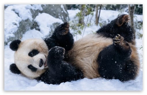Cute Panda Playing in the Snow UltraHD Wallpaper for UHD 16:9 ; HD 16:9 ; UltraWide 21:9 24:10 ; Widescreen 16:10 ; Tablet 1:1 ;