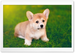 Cute Pembroke Welsh Corgi Puppy Ultra HD Wallpaper for 4K UHD Widescreen desktop, tablet & smartphone