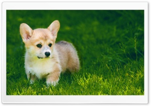Cute Pembroke Welsh Corgi Puppy Outdoor Ultra HD Wallpaper for 4K UHD Widescreen desktop, tablet & smartphone