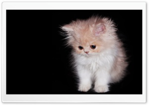 Cute Persian Kitten Ultra HD Wallpaper for 4K UHD Widescreen desktop, tablet & smartphone