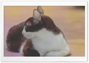 Cute Pet Ultra HD Wallpaper for 4K UHD Widescreen desktop, tablet & smartphone