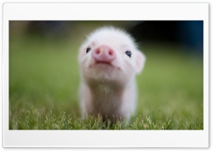 Cute pig 4K UHD Wallpaper for Widescreen and UltraWide Desktop, UltraHD TV, Smartphone, Tablet
