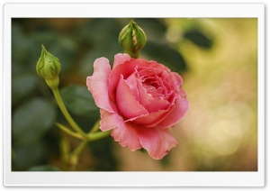 Cute Pink Rose Ultra HD Wallpaper for 4K UHD Widescreen desktop, tablet & smartphone