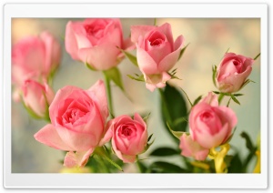 Cute Pink Roses Ultra HD Wallpaper for 4K UHD Widescreen desktop, tablet & smartphone