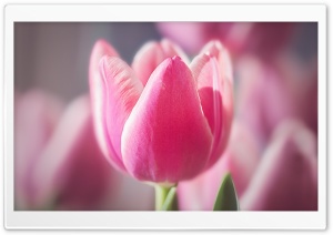 Cute Pink Tulip Ultra HD Wallpaper for 4K UHD Widescreen desktop, tablet & smartphone