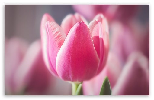 Cute Pink Tulip Ultra HD Desktop Background Wallpaper for 4K UHD TV ...