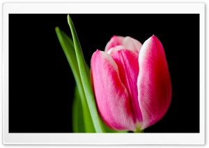 Cute Pink Tulip Flower Ultra HD Wallpaper for 4K UHD Widescreen desktop, tablet & smartphone