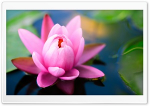 Cute Pink Water Lily Ultra HD Wallpaper for 4K UHD Widescreen desktop, tablet & smartphone