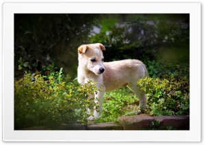 Cute puppy Ultra HD Wallpaper for 4K UHD Widescreen desktop, tablet & smartphone