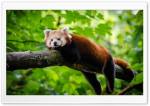 Cute Red Panda Ultra HD Wallpaper for 4K UHD Widescreen desktop, tablet & smartphone