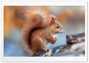 Cute Red Squirrel Macro 4K UHD Wallpaper for Widescreen and UltraWide Desktop, UltraHD TV, Smartphone, Tablet
