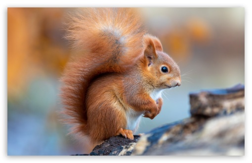 Cute Red Squirrel Macro UltraHD Wallpaper for UHD 16:9 ; HD 16:9 ; UltraWide 21:9 24:10 ; Widescreen 16:10 ; Tablet 1:1 ;