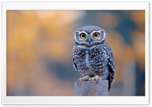 Cute Small Owl on a Tree Stump Ultra HD Wallpaper for 4K UHD Widescreen Desktop, Lockscreen, Screensaver, TV, Tablet, Smartphone