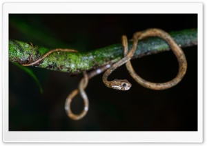 Cute Snake, Aplopeltura Boa, Tree Branch Ultra HD Wallpaper for 4K UHD Widescreen desktop, tablet & smartphone