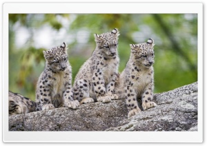 Cute Snow Leopard Cubs Wild Animals Ultra HD Wallpaper for 4K UHD Widescreen desktop, tablet & smartphone