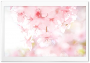 Cute Spring Ultra HD Wallpaper for 4K UHD Widescreen desktop, tablet & smartphone