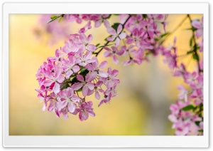 Cute Spring Tree Blossom Ultra HD Wallpaper for 4K UHD Widescreen desktop, tablet & smartphone