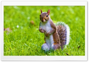 Cute Squirrel Ultra HD Wallpaper for 4K UHD Widescreen desktop, tablet & smartphone